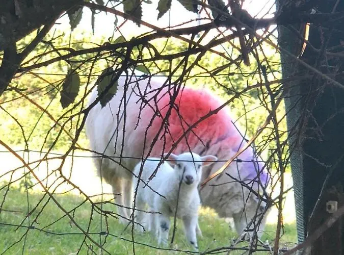 The Shores קסלגרגורי